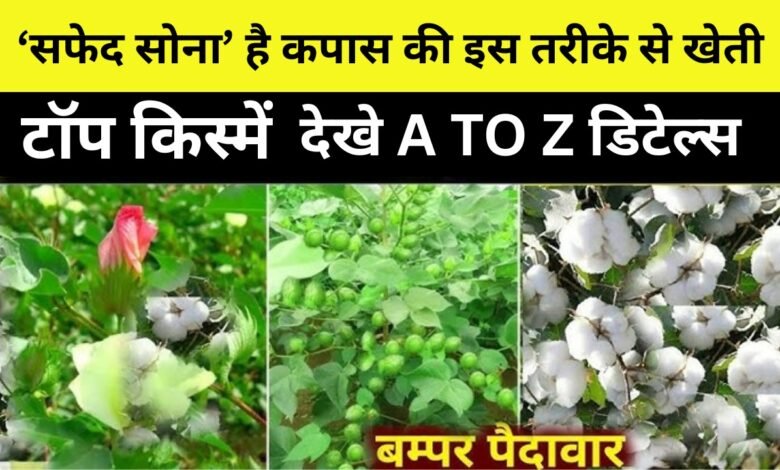 Cotton Cultivation