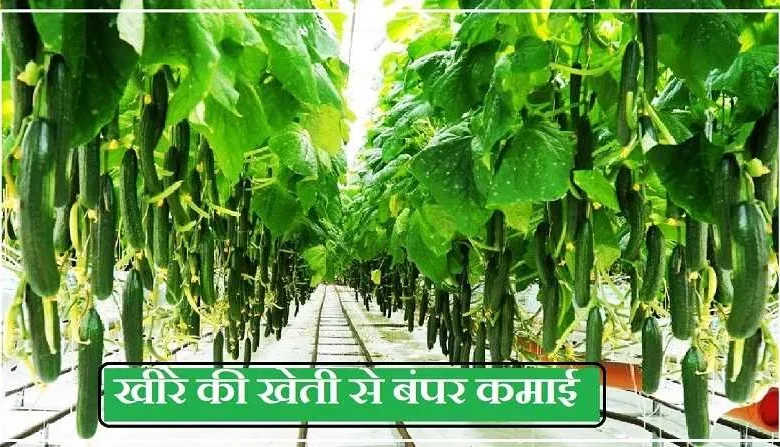 Cucumber Cultivation