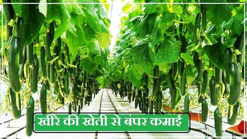 Cucumber Cultivation