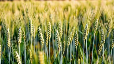 Cultivation of 4 Crops