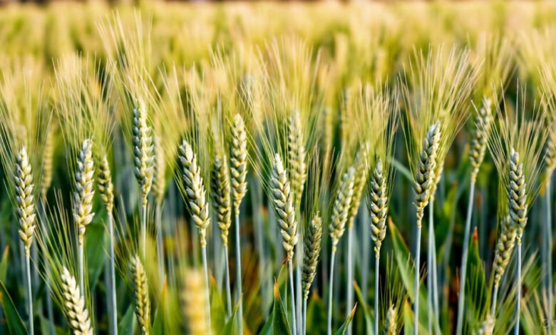 Cultivation of 4 Crops