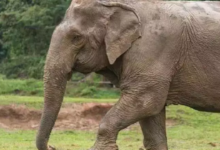 CG : बुजुर्ग महुआ बीनने पहुंचा जंगल, हाथी ने कुचला ...