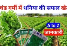 Dhaniya Cultivation