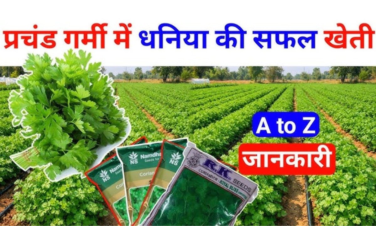 Dhaniya Cultivation