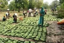 CG : सुकमा में तेंदूपत्ता संग्रहण जारी, 35 हजार से अधिक बोरे का हुआ संग्रहण …