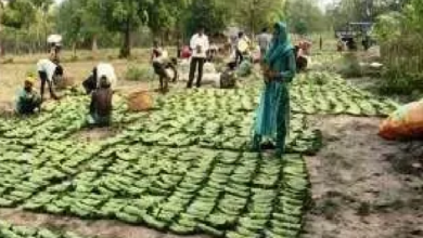 CG : सुकमा में तेंदूपत्ता संग्रहण जारी, 35 हजार से अधिक बोरे का हुआ संग्रहण …