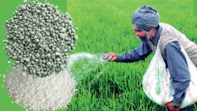 Fertilizer Subsidy