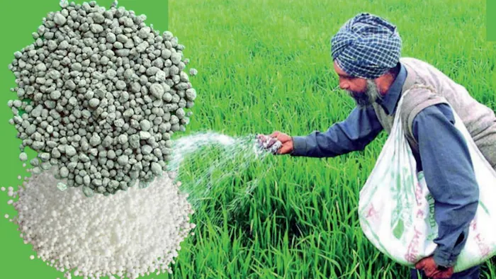 Fertilizer Subsidy