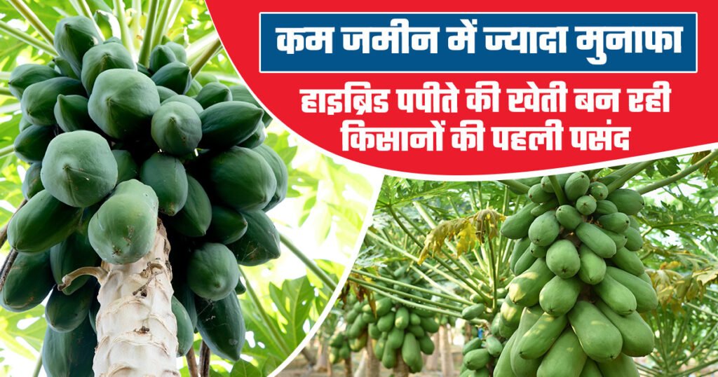 Hybrid Papaya Cultivation