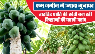 Hybrid Papaya Cultivation