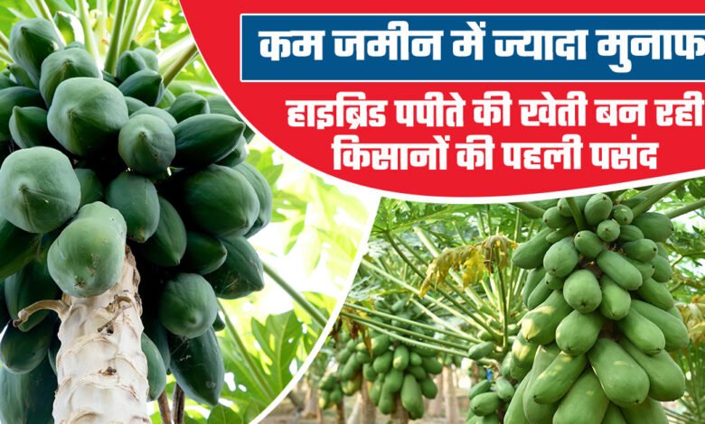 Hybrid Papaya Cultivation
