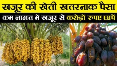 Khajoor Farming Tips