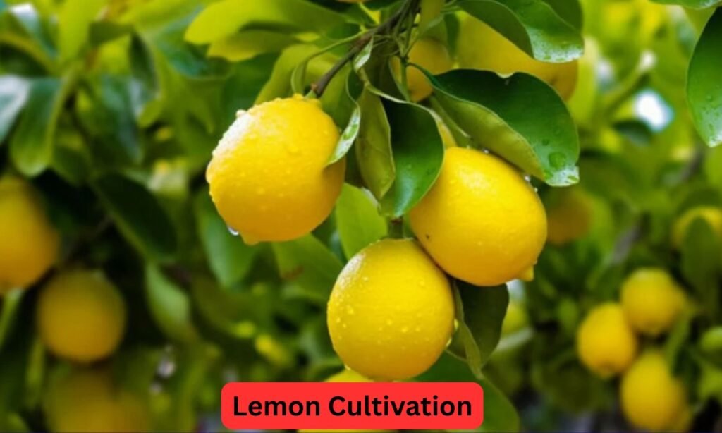 Lemon Cultivation