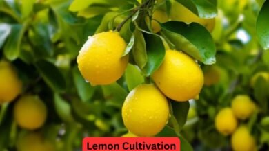 Lemon Cultivation