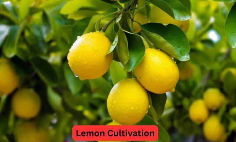 Lemon Cultivation