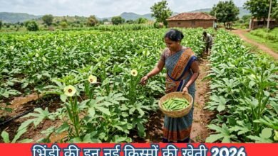 Okra Cultivation 2026