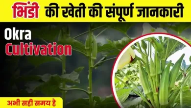 Okra Farming Tips