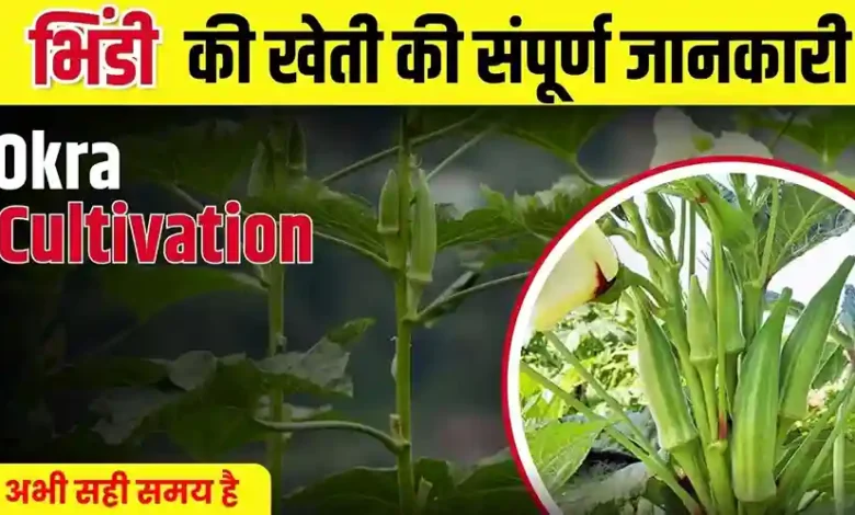 Okra Farming Tips