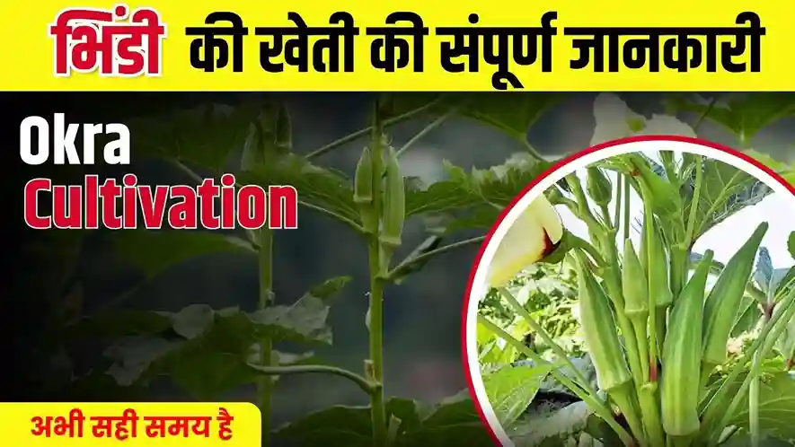 Okra Farming Tips