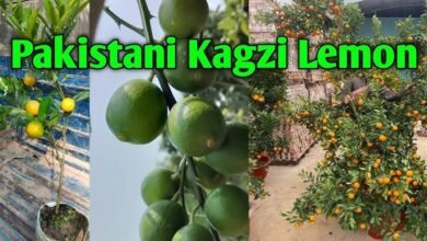 Pakistani Kagzi lemon