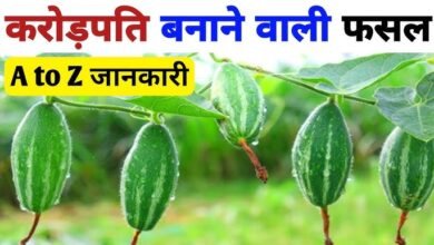 Parwal Cultivation Tips