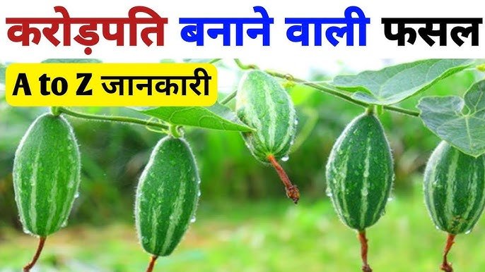 Parwal Cultivation Tips