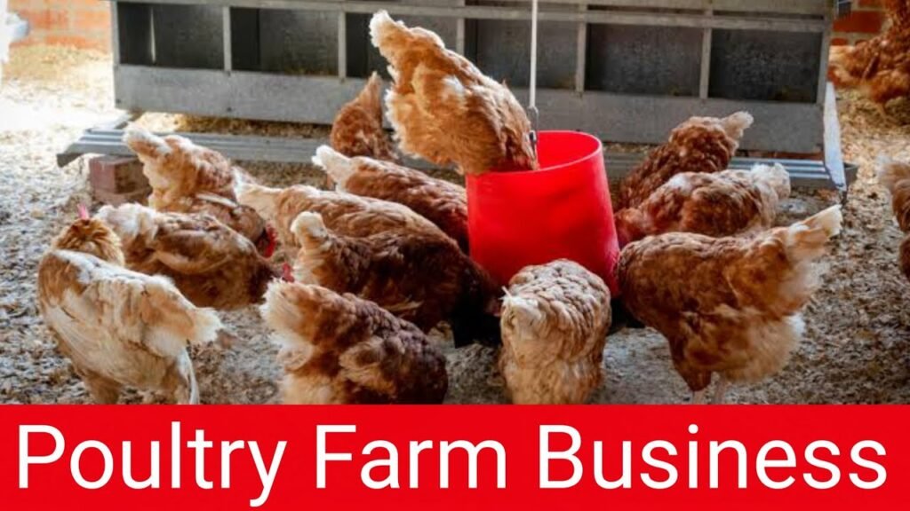 Poultry Farm Business