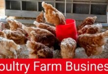 Poultry Farm Business