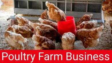 Poultry Farm Business