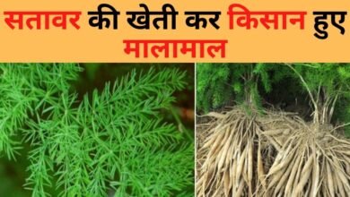 Shatavari Cultivation