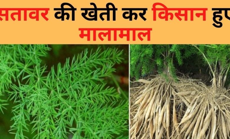 Shatavari Cultivation