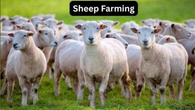 Sheep Farming