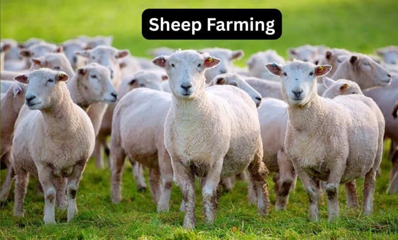 Sheep Farming