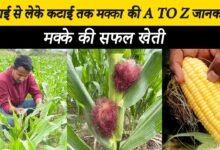Sweet Corn Cultivation