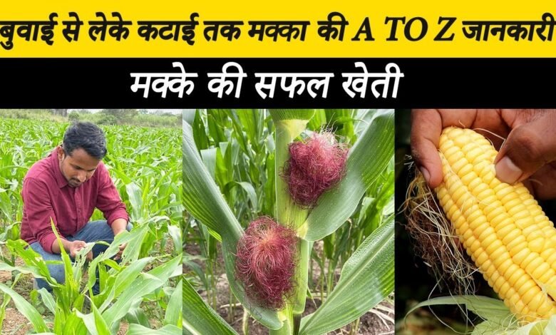 Sweet Corn Cultivation