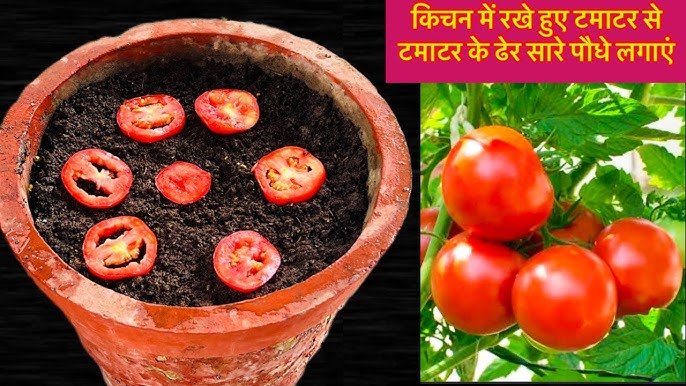 Tomato Cultivation