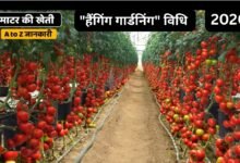 Tomato Cultivation