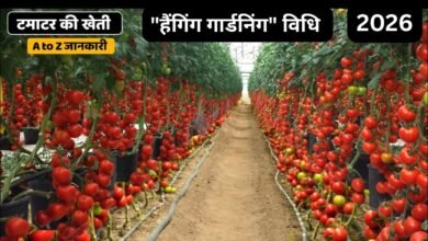 Tomato Cultivation