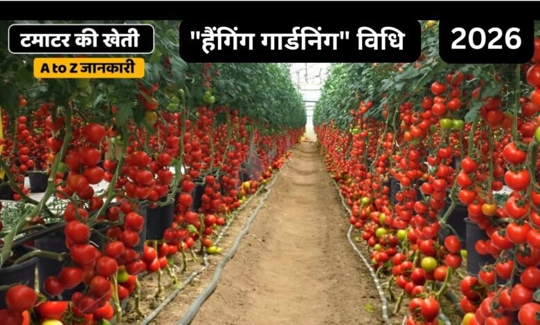 Tomato Cultivation