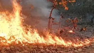 CG : जंगल की आग ने किसान घर को लिया चपेट में, जलकर खाक …