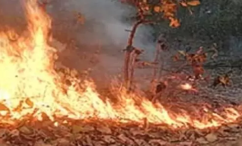 CG : जंगल की आग ने किसान घर को लिया चपेट में, जलकर खाक …