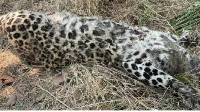 CG : तेंदुआ हाईवे में आया, वाहन की ठोकर से मौत …