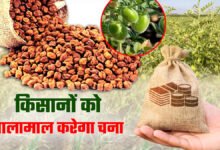 Vishal Chana Variety