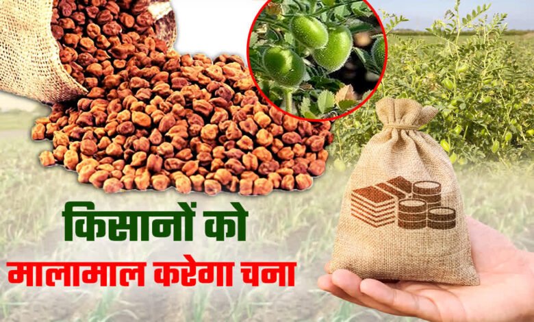 Vishal Chana Variety