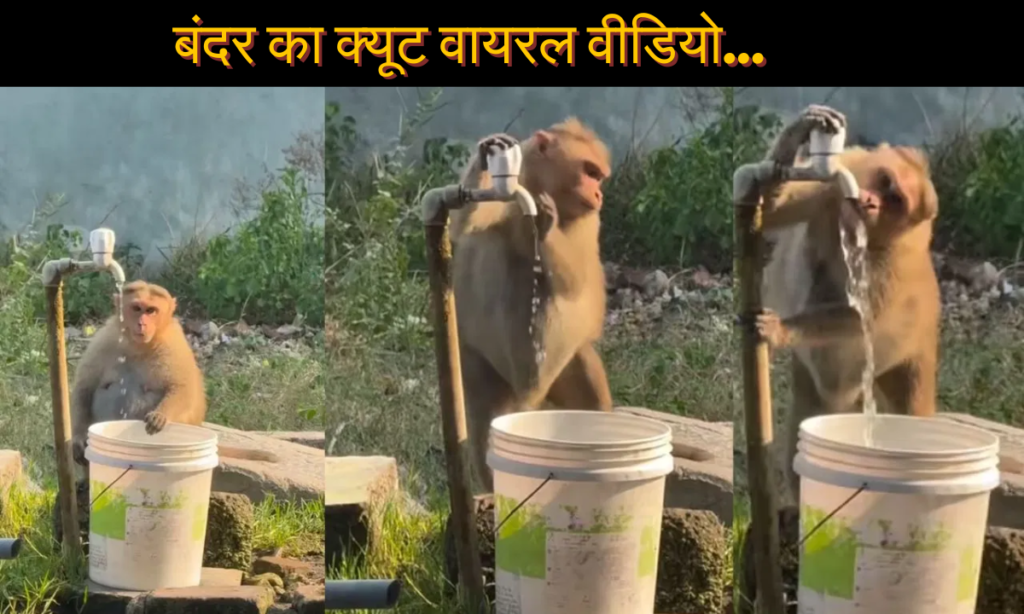 Cute Monkey Viral Video
