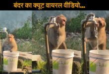 Cute Monkey Viral Video