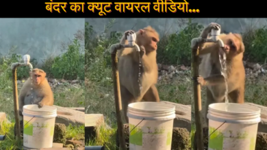 Cute Monkey Viral Video