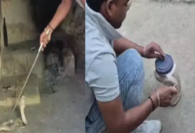 CG : कोबरा सांप घुसा स्कूल में, डरे शिक्षक …