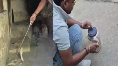 CG : कोबरा सांप घुसा स्कूल में, डरे शिक्षक …