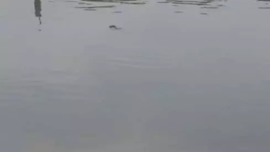 CG : खदान के कर्मचारी की लाश तालाब में मिली …